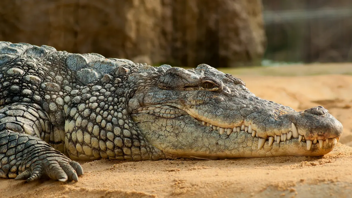 putini romani stiu asta care este originea expresiei a plange cu lacrimi de crocodil si cum s a