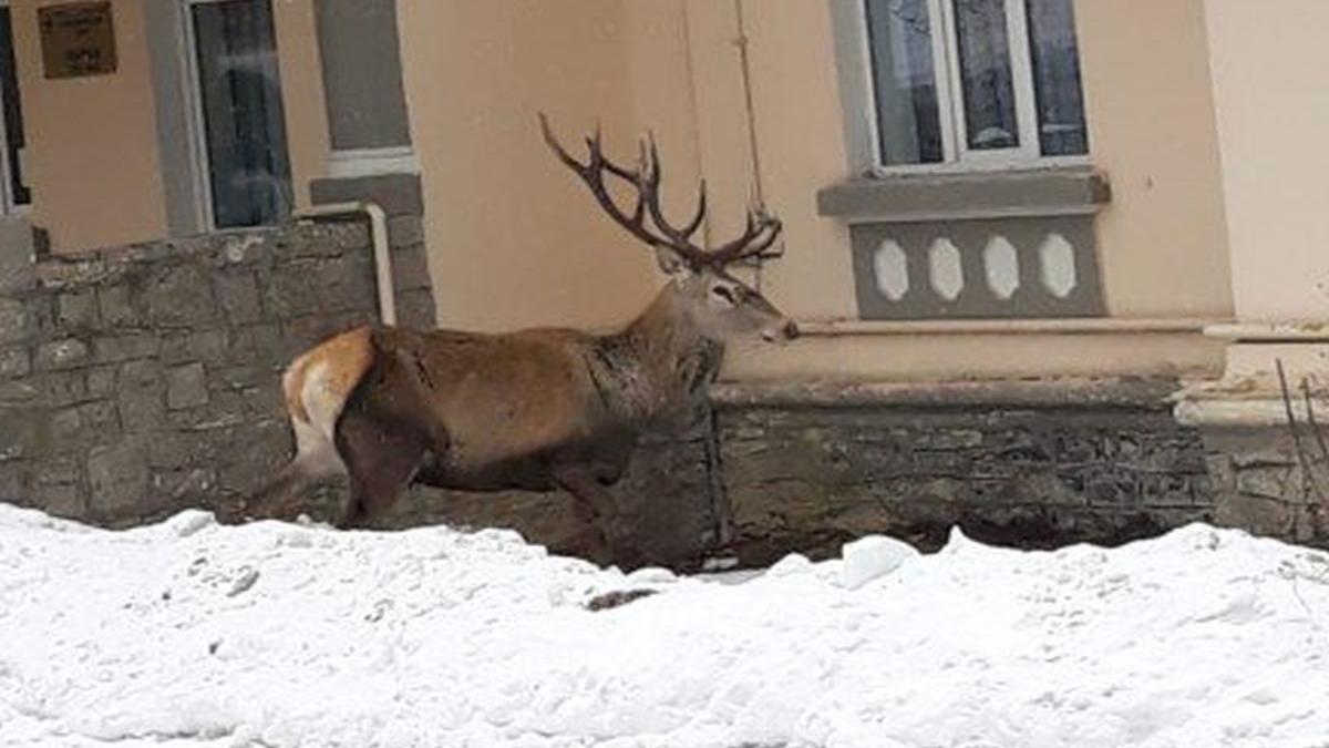 Un cerb a ajuns în curtea Spitalului Azuga. Animalul a fost rănit de un urs și de mai mulți câini - FOTO