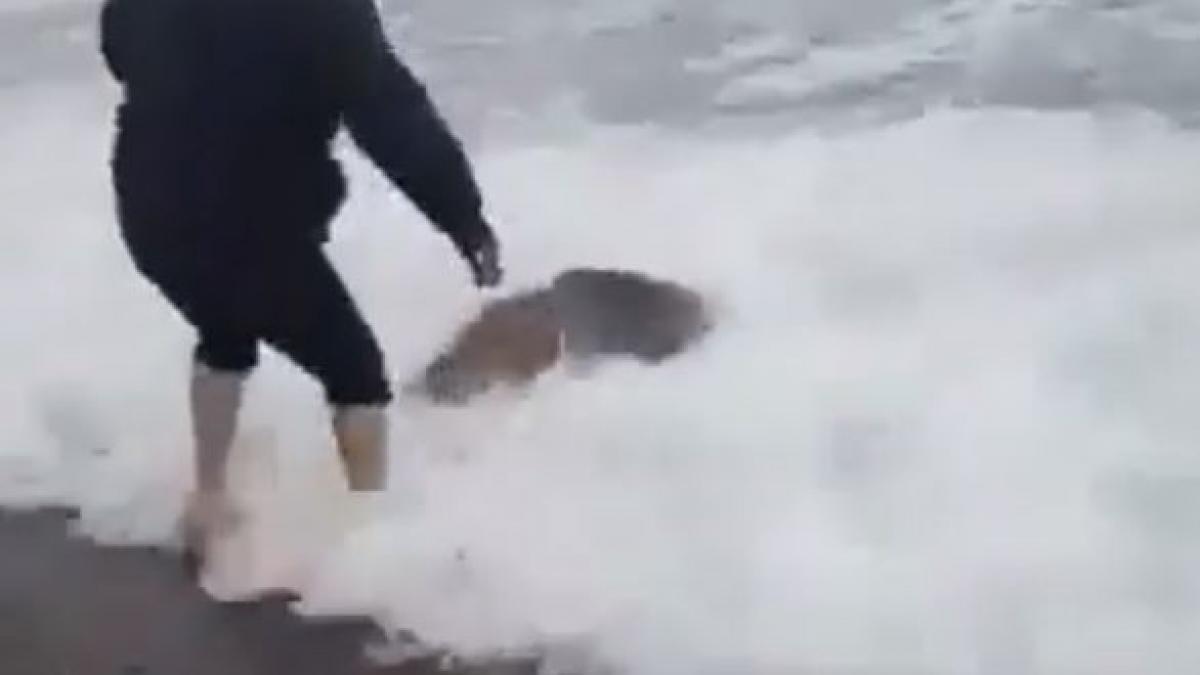 barbatul a observat ceva plutind la malul apei inghetate s a apropiat sa vada despre ce este vorba