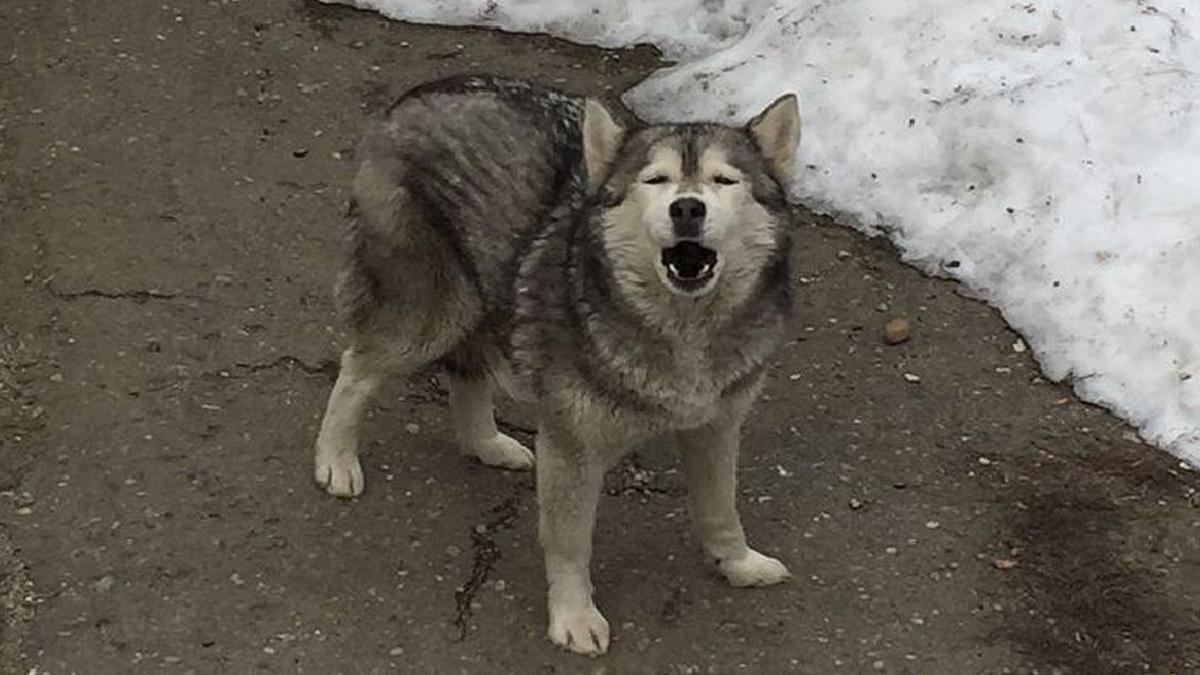 pui de lup surprins in apropierea unui mare oras din romania foto