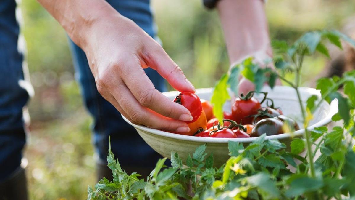 viitorul rezervelor de hrana este in grav pericol