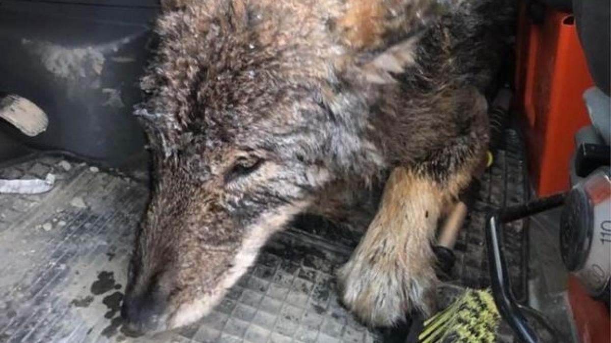 au zarit un caine simpatic inghetat in apa l au salvat si l au dus de urgenta la veterinar cand l