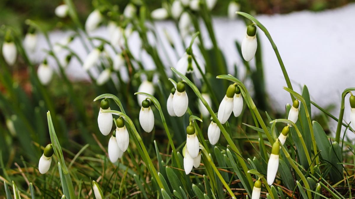 vremea prognoza meteo pentru urmatoarele doua saptamani iarna isi face bagajele