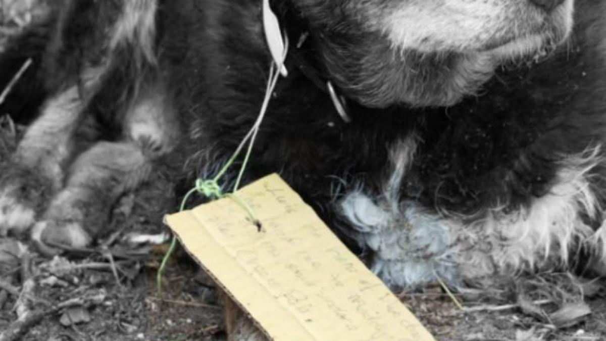 cainele lor lipsise toata ziua asa ca au fost teribil de ingrijorati cand patrupedul de 12 ani a