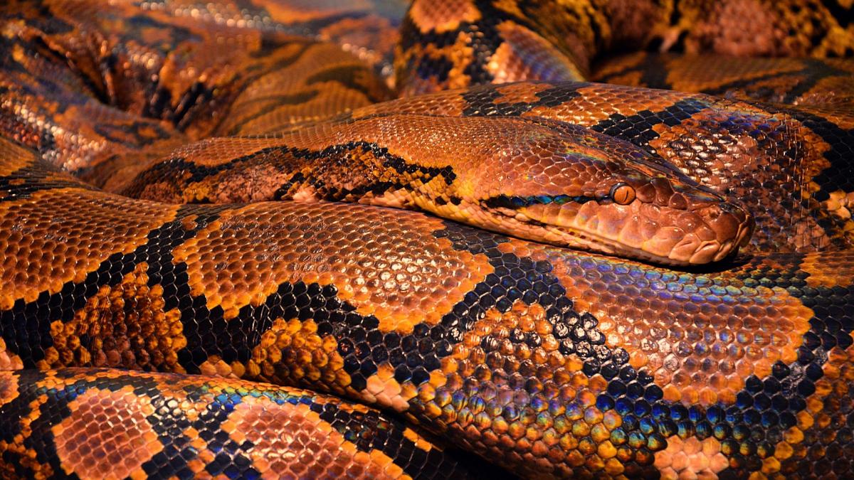 au gasit un sarpe gigantic in propria locuinta cum au reactionat si cum au reusit sa l prinda video