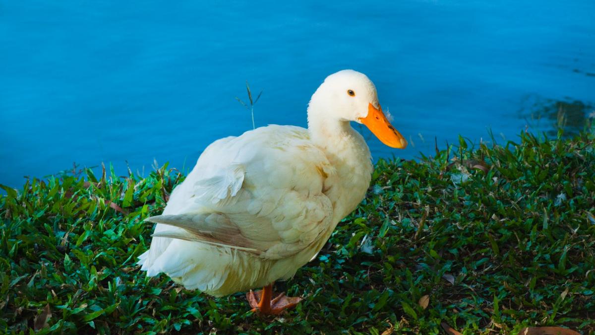 gestul impresionant facut de o companie care ajuta animalele pentru o ratusca care nu putea sa