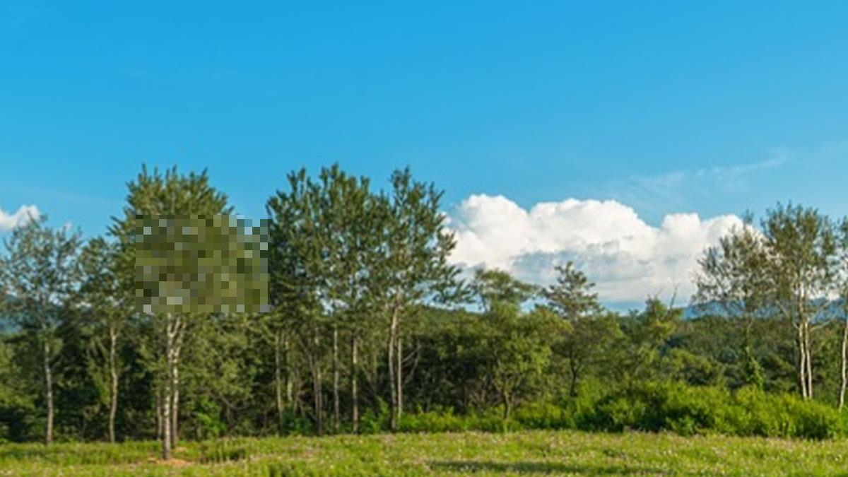 un barbat a vazut o pisica imensa intr un copac din gradina casei sale a chemat de urgenta