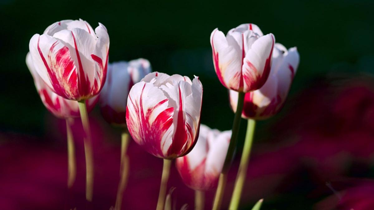 vremea se va incalzi si va fi in general frumoasa prognoza meteo pana sambata