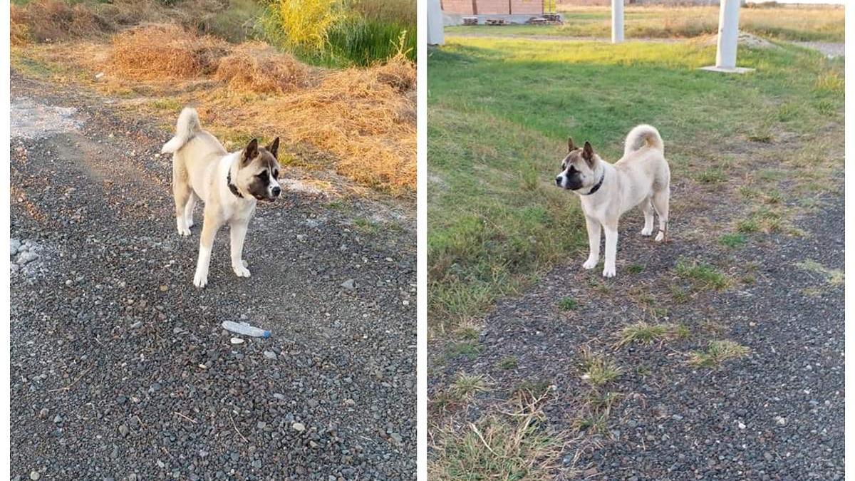 surpriza neplacuta de care a avut parte o copila din timis chiar de ziua ei de nastere