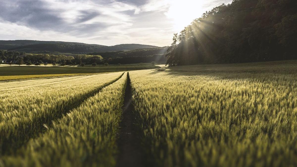familii bogate din germania cumpara teren agricol in romania