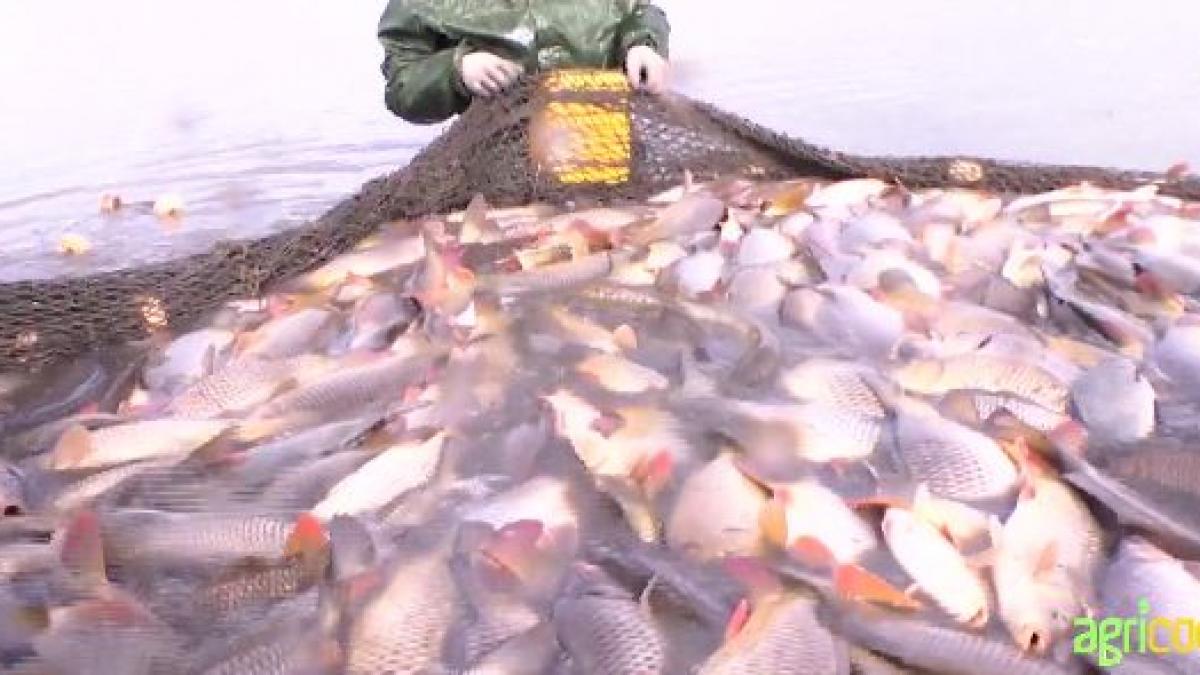 agricool 30 de mii de tone de peste paguba facuta de cormorani