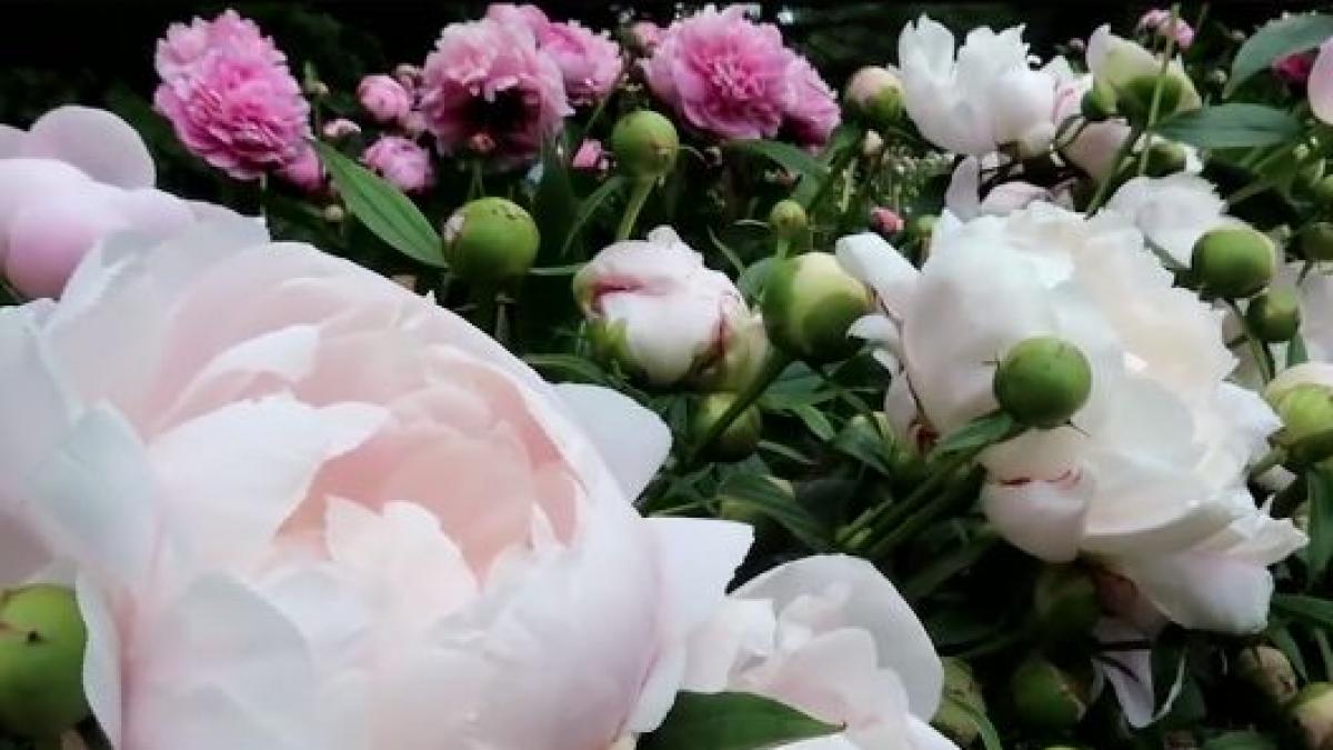 agricool ferma de flori in parteneriat la olandezii