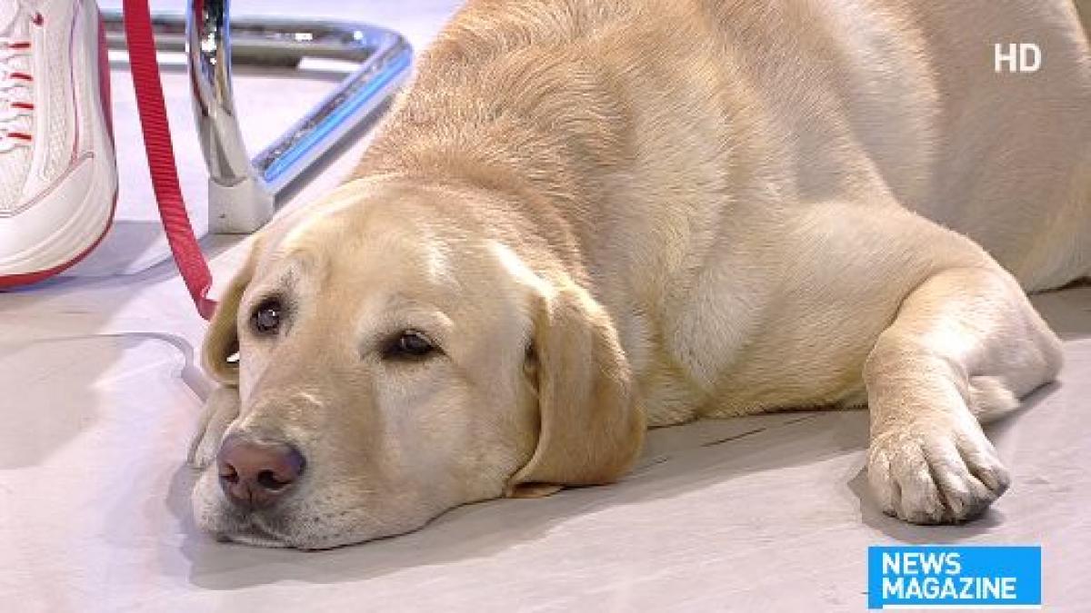 cum ne alegem cainele in functie de temperament