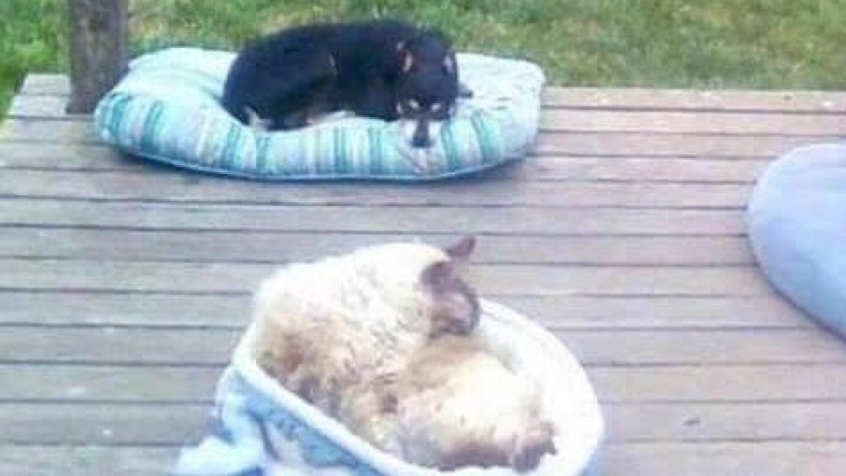 in fiecare zi proprietarul se trezea cu un musafir neasteptat pe veranda casei asa ca intr o zi a