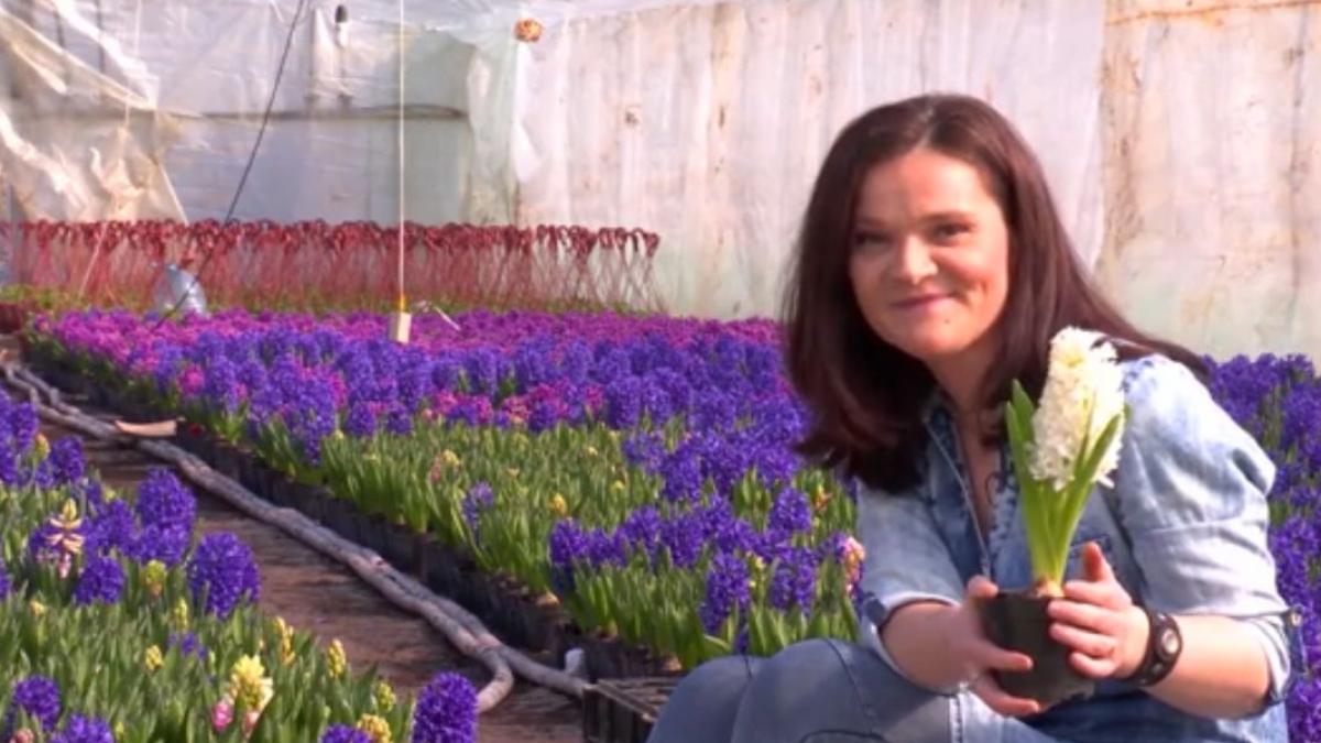 numai de bine cum ingrijim zambilele primite de martisor