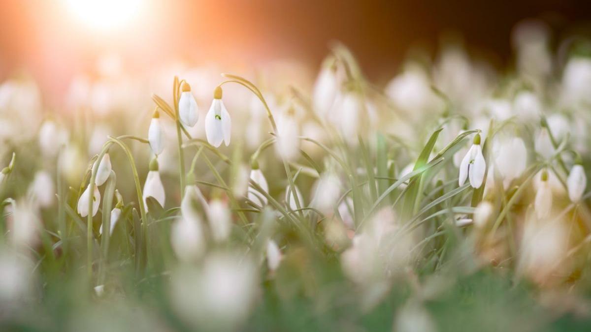 vremea ce vreme aduce primavara cat de cald se face