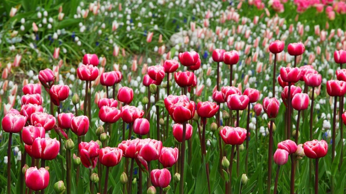 8 martie ce trebuie sa faci pe 8 martie pentru a avea noroc tot anul