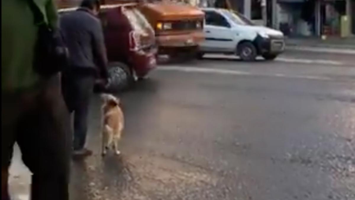 cainele se pregatea sa traverseze o strada cand s a ridicat in doua labute si s a apropiat de