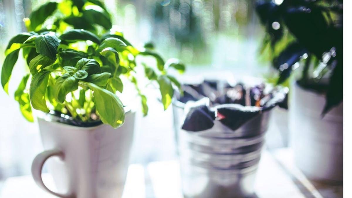 planta care este recomandata ca odorizant natural purifica foarte bine aerul