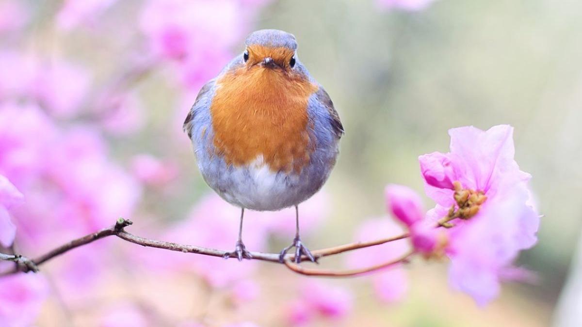 vremea va fi predominant frumoasa si va deveni deosebit de calda vezi prognoza meteo