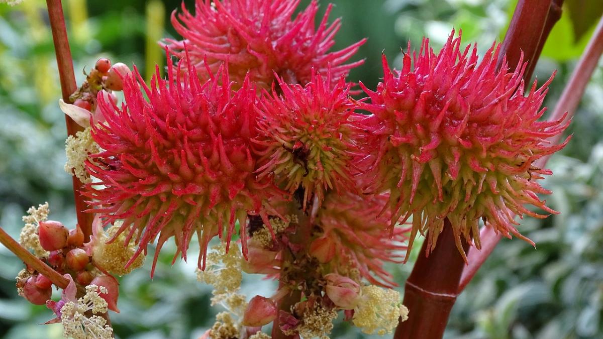 agricool ricinul o afacere de mii de euro