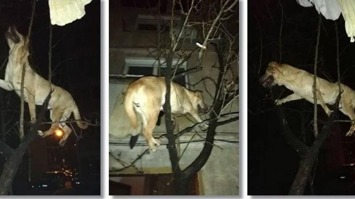 au auzit niste zgomote bizare in dreptul geamului pe la etajul 2 cand s au uitat in pomul din fata