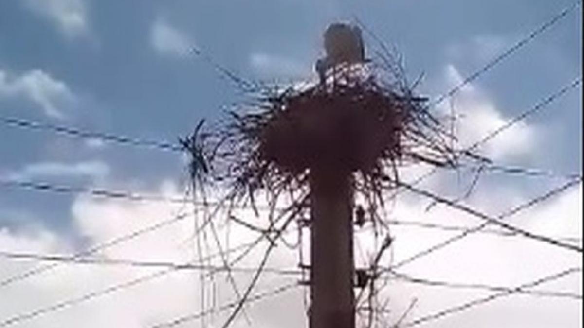 au vazut o barza pe un stalp de electricitate si au inceput sa arunce cu bete spre ea ce a facut