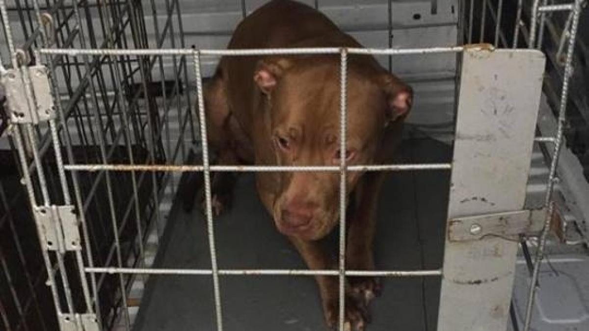 Oxy e un pitbull simpatic din București. Zilele trecute a intrat în curtea unei case. Când l-a zărit, proprietarul a chemat de urgență Poliția. Când s-au apropiat de cățel, oamenii legii au descoperit ceva năucitor la gâtul acestuia FOTO