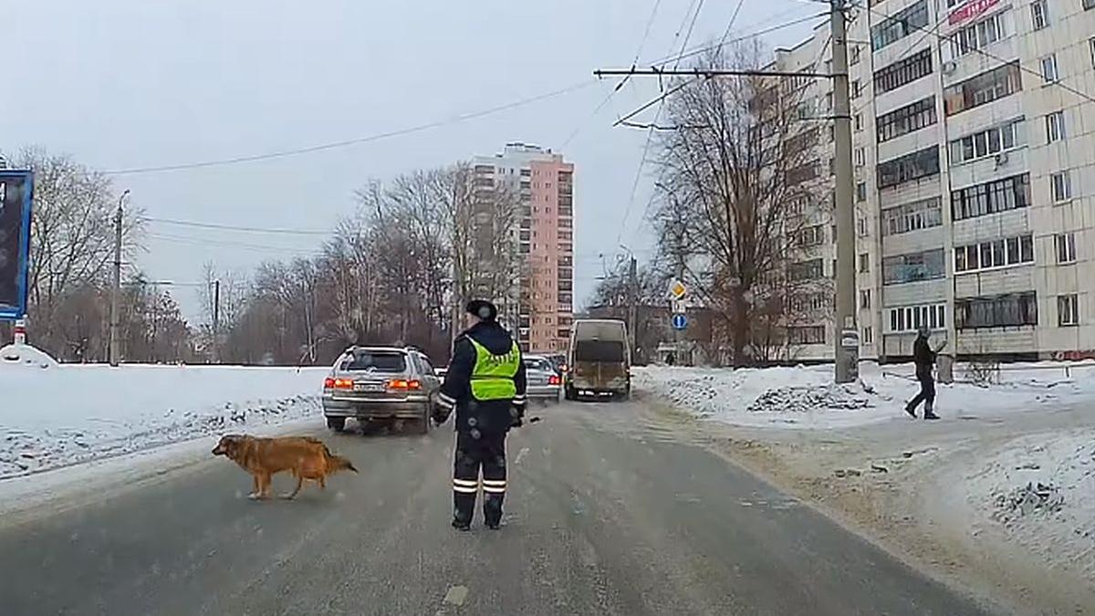 politistul a oprit brusc traficul si nimeni nu intelegea ce se intampla o camera de bord a surprins