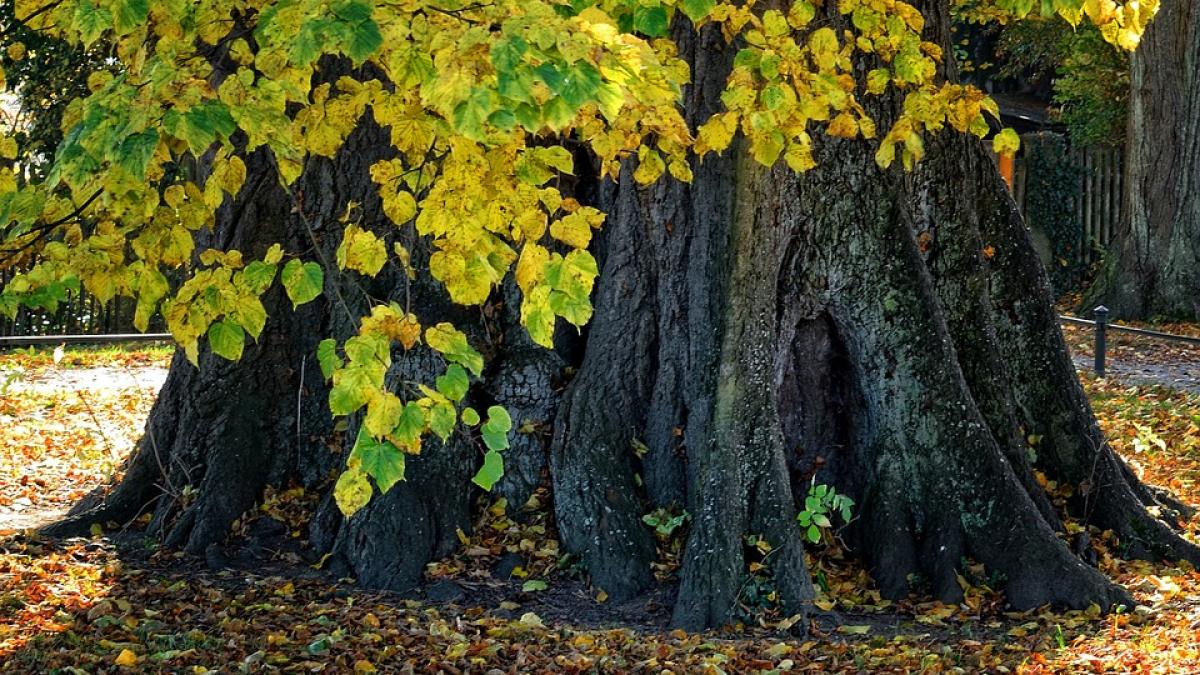 locul in care se afla cel mai vechi arbore din romania cum a fost descoperit si la ce varsta a ajuns