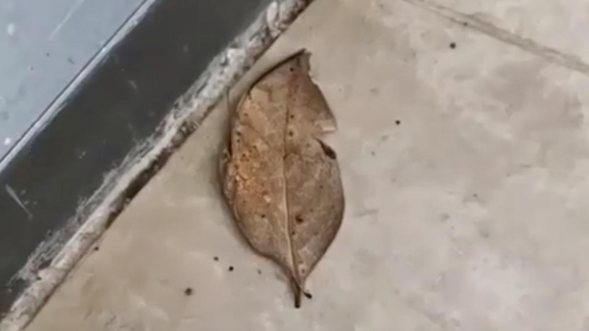 zarise o frunza ciudata pe jos si s a apropiat cand a pus mana pe ea ceva incredibil s a intamplat