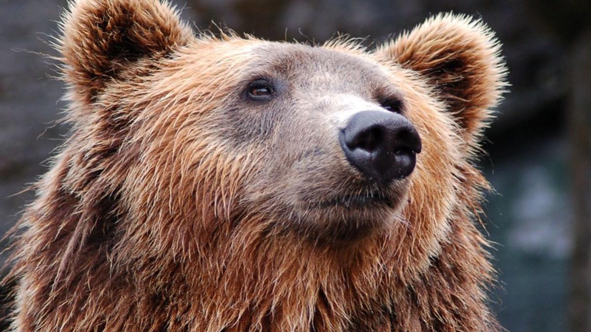 a fost pericol urias pentru turistii din busteni un urs a fost capturat chiar in centrul statiunii