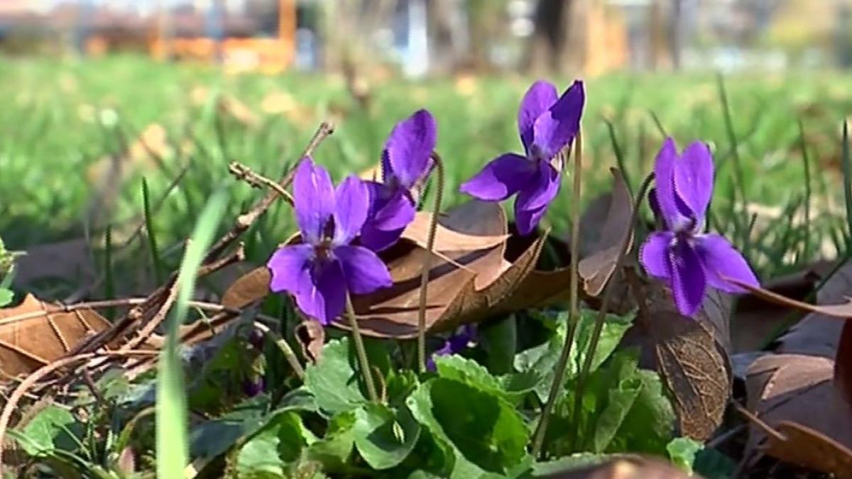 temperaturi de vara in aproape toata tara
