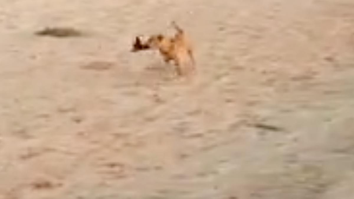 cainele s a apropiat de femeia care facea plaja tot internetul rade acum de ce a urmat video