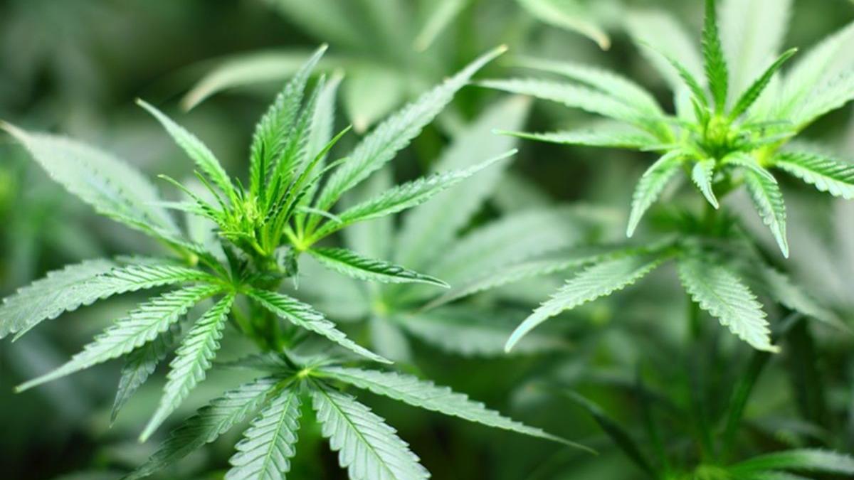 ministrul sanatatii cannabisul medicinal este terapie adjuvanta in anumite patologii si face foarte