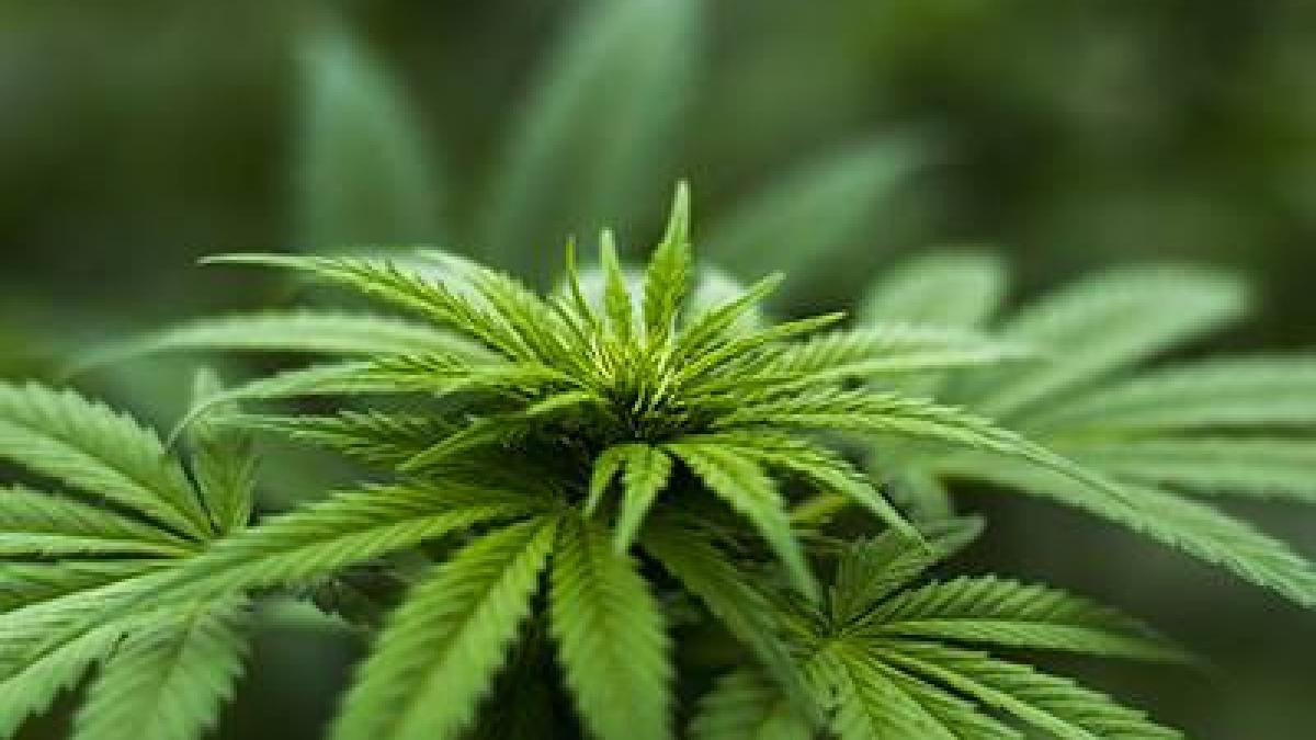 reactia comisiei europene pe tema legalizarii canabisului in romania in scopuri medicinale