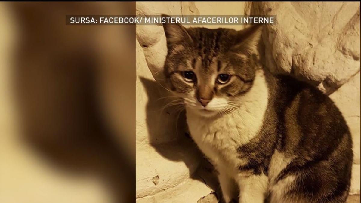 un pisoi adoptat de agentii din bucuresti a devenit vedeta brigazii de politie rutiera