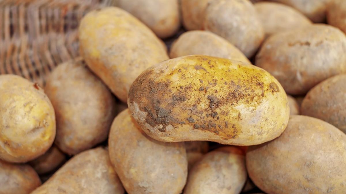 cartofii romanesti au inceput sa devina un lux de ce sunt pe cale de disparitie din piete si din