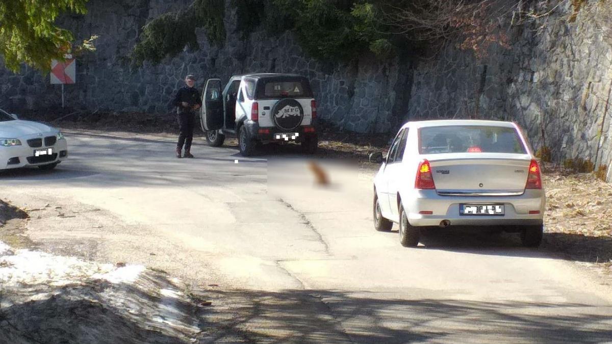 simona din bacau cobora spre sinaia de la cota 1 400 cand a vazut o creatura neobisnuita pe sosea a