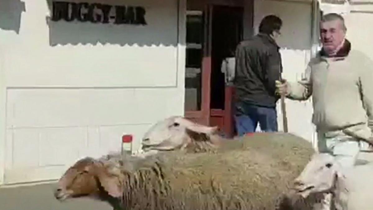 imagini inedite cu gigi becali cum a fost surprins pe strada latifundiarul din pipera