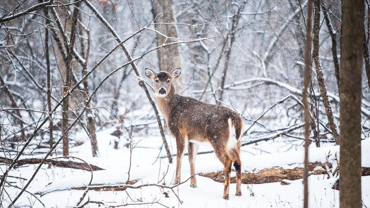 prognoza meteo pana miercuri seara vant viscol si ninsori