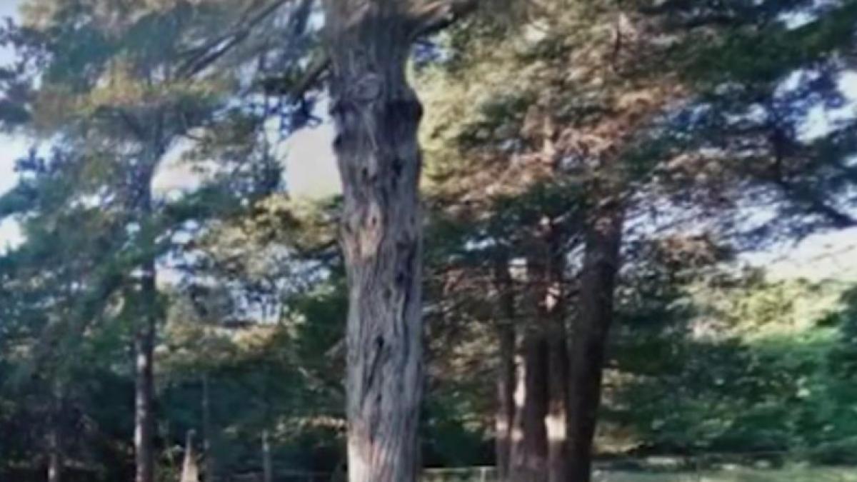 un barbat din arad a iesit la o plimbare in natura ce a descoperit la cateva minute l a marcat pe