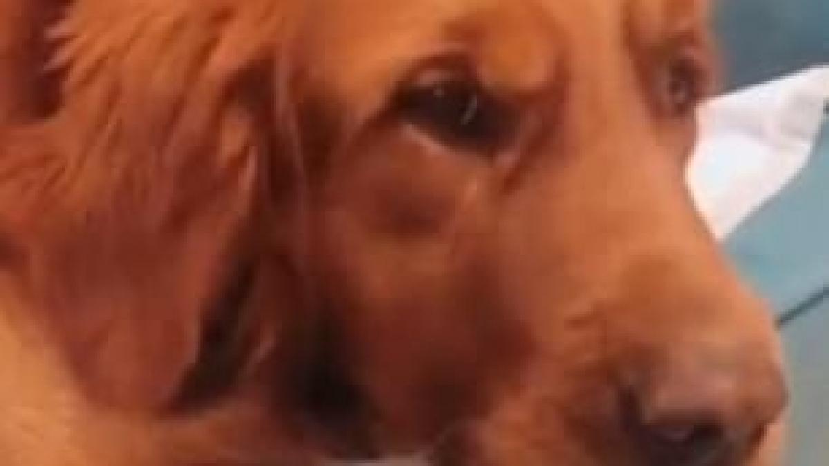 isi cauta disperat pisicuta prin casa cand s a apropiat de cainele familiei a murit de ras la asta