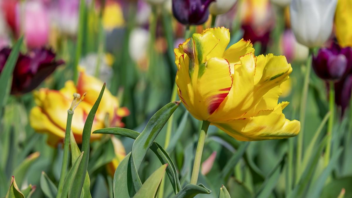 vremea prognoza meteo pentru 30 martie vesti neasteptate de la meteorologi