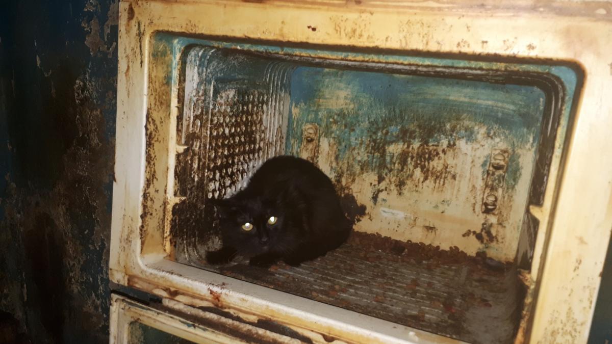 41 de pisici salvate dintr o garsoniera din bucuresti imagini socante cu felinele video