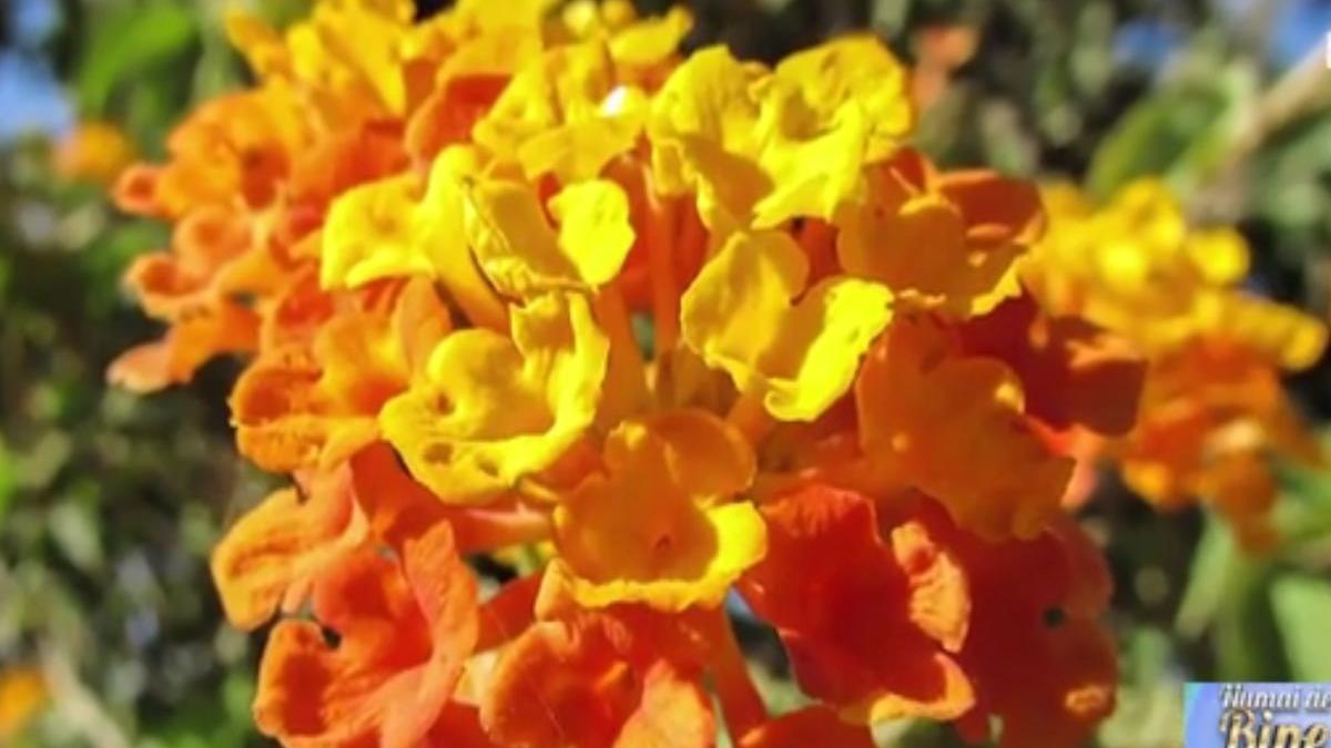 numai de bine lantana planta cameleon a verii