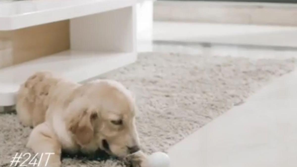 24 it sticla care iti purifica apa si mingea smart pentru patrupezi