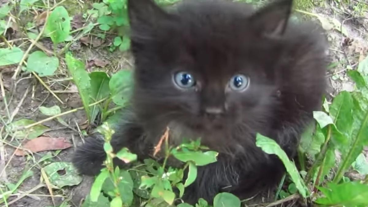 a vazut un pisic in iarba si s a apropiat de el animalul mieuna atat de tare incat omul s a dus sa