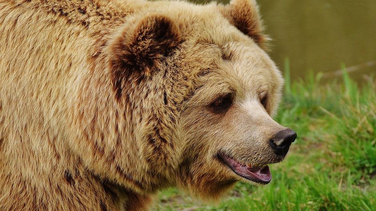 surpriza de proportii pentru pacienti un urs a coborat in curtea spitalului imaginile au fost