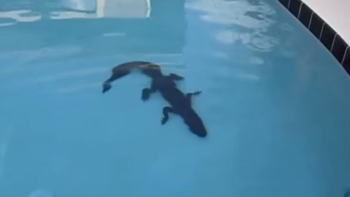 se pregateau sa intre in piscina insa la un moment dat au zarit ceva urias in apa s au uitat mai